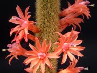 Thumbnail of 9999_Hildewinteria aureispina_20120517_01(1).jpg